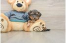 Yorkie Poo Puppy for Adoption