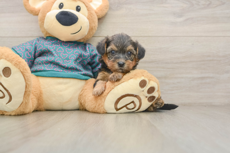 Yorkie Poo Puppy for Adoption