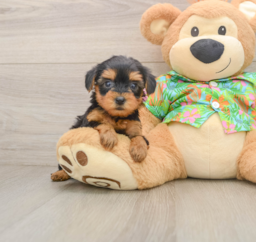 7 week old Yorkie Poo Puppy For Sale - Lone Star Pups