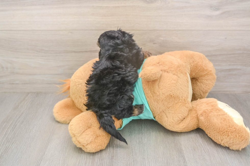 Smart Yorkie Poo Poodle Mix Pup