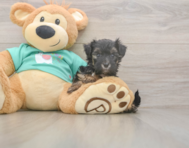 9 week old Yorkie Poo Puppy For Sale - Lone Star Pups