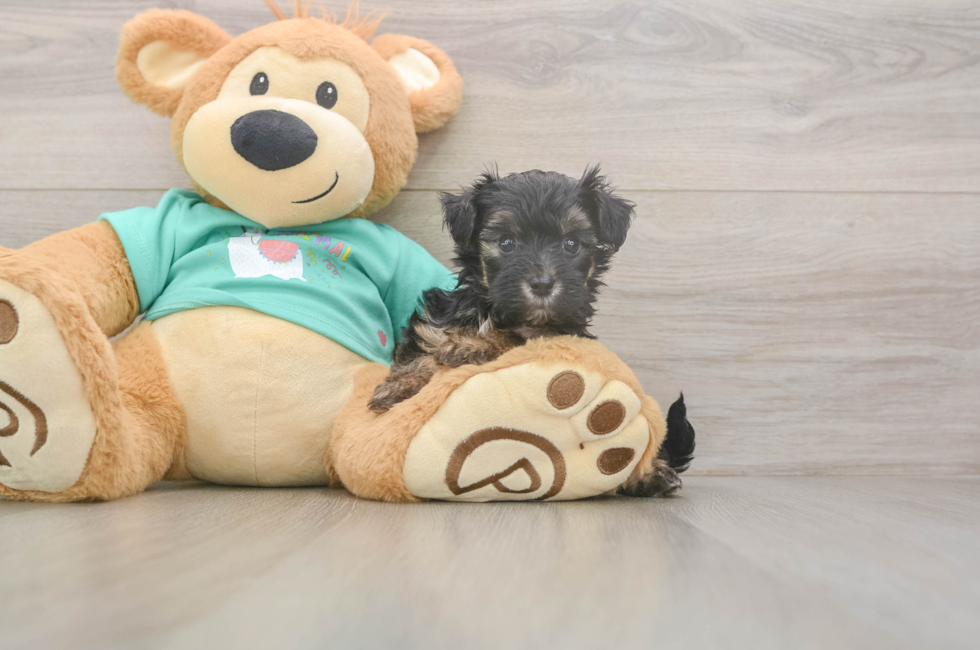 5 week old Yorkie Poo Puppy For Sale - Lone Star Pups