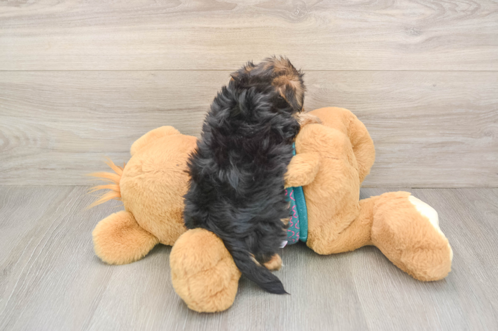 Fluffy Yorkie Poo Poodle Mix Pup