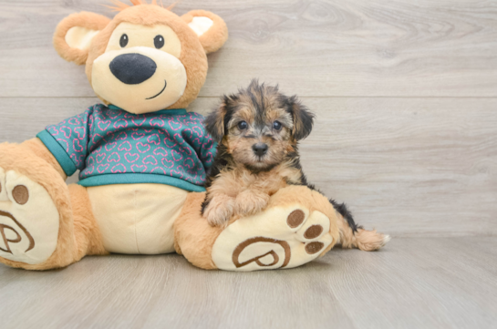 Yorkie Poo Puppy for Adoption