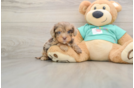 Petite Yorkie Poo Poodle Mix Pup