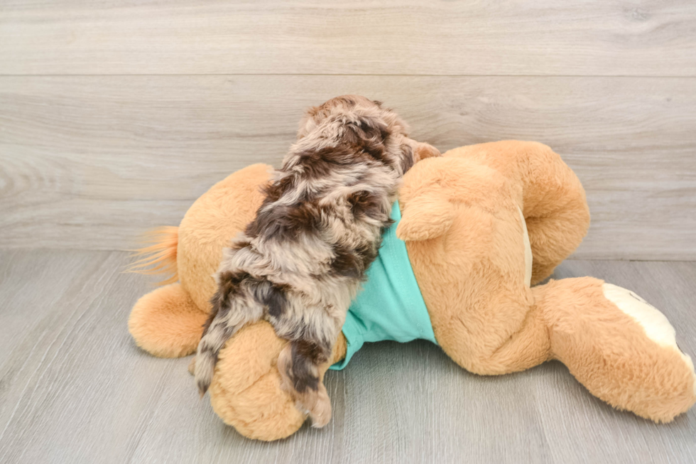 Sweet Yorkie Poo Baby