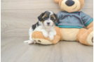 Playful Yo Yo Poo Poodle Mix Puppy