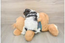 Cute Yorkie Poo Baby