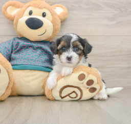 8 week old Yorkie Poo Puppy For Sale - Lone Star Pups