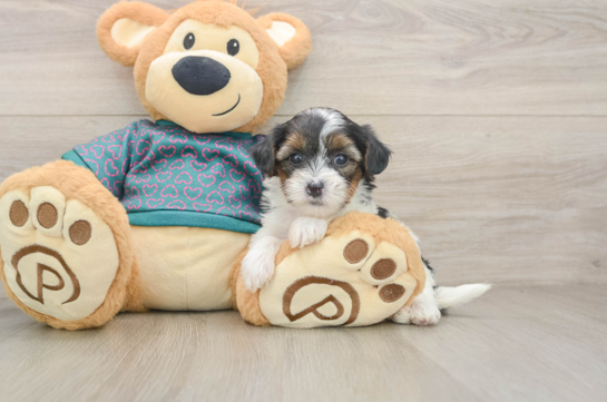 Adorable Yorkiedoodle Poodle Mix Puppy