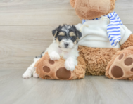 7 week old Yorkie Poo Puppy For Sale - Lone Star Pups