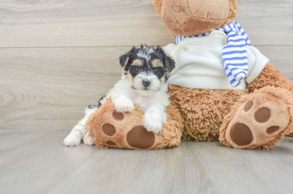 8 week old Yorkie Poo Puppy For Sale - Lone Star Pups