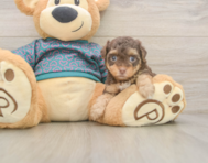 6 week old Yorkie Poo Puppy For Sale - Lone Star Pups
