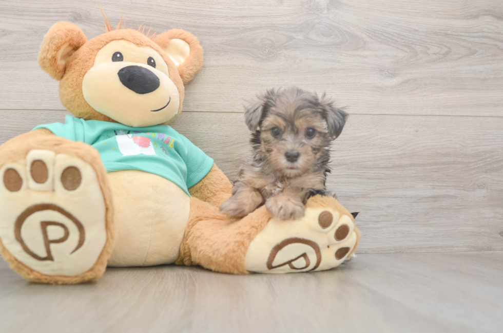5 week old Yorkie Poo Puppy For Sale - Lone Star Pups