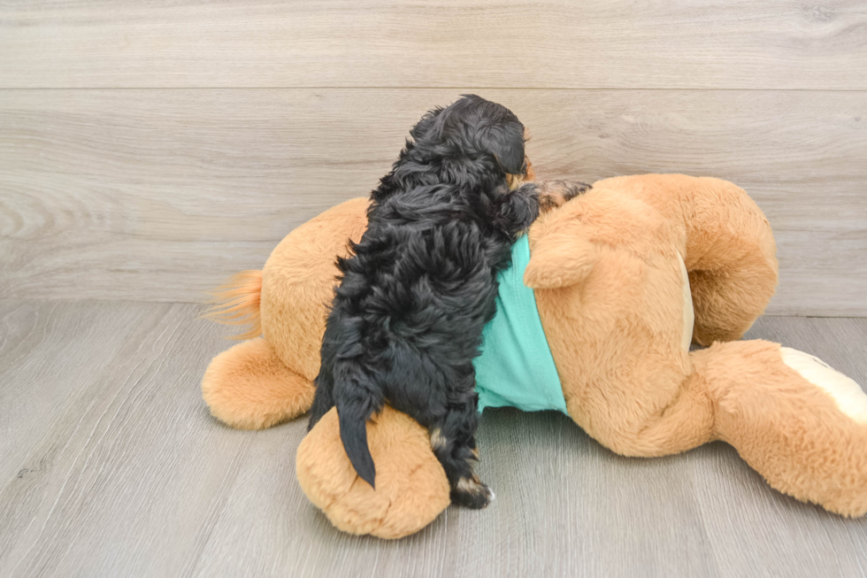 Yorkie Poo Pup Being Cute
