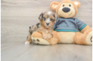 Happy Yorkie Poo Baby