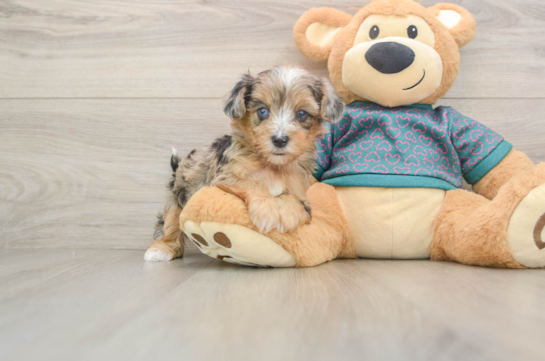 Happy Yorkie Poo Baby