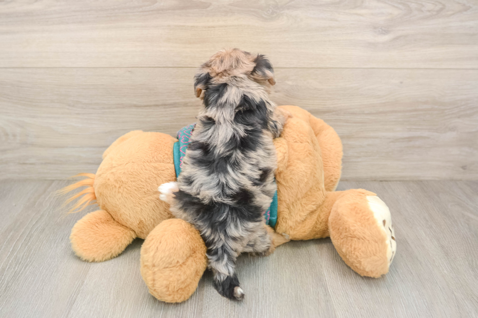 Small Yorkie Poo Baby