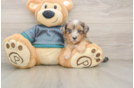 Playful Yo Yo Poo Poodle Mix Puppy