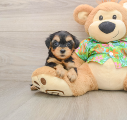 8 week old Yorkie Poo Puppy For Sale - Lone Star Pups