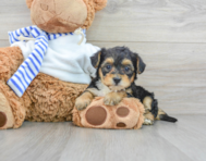 6 week old Yorkie Poo Puppy For Sale - Lone Star Pups
