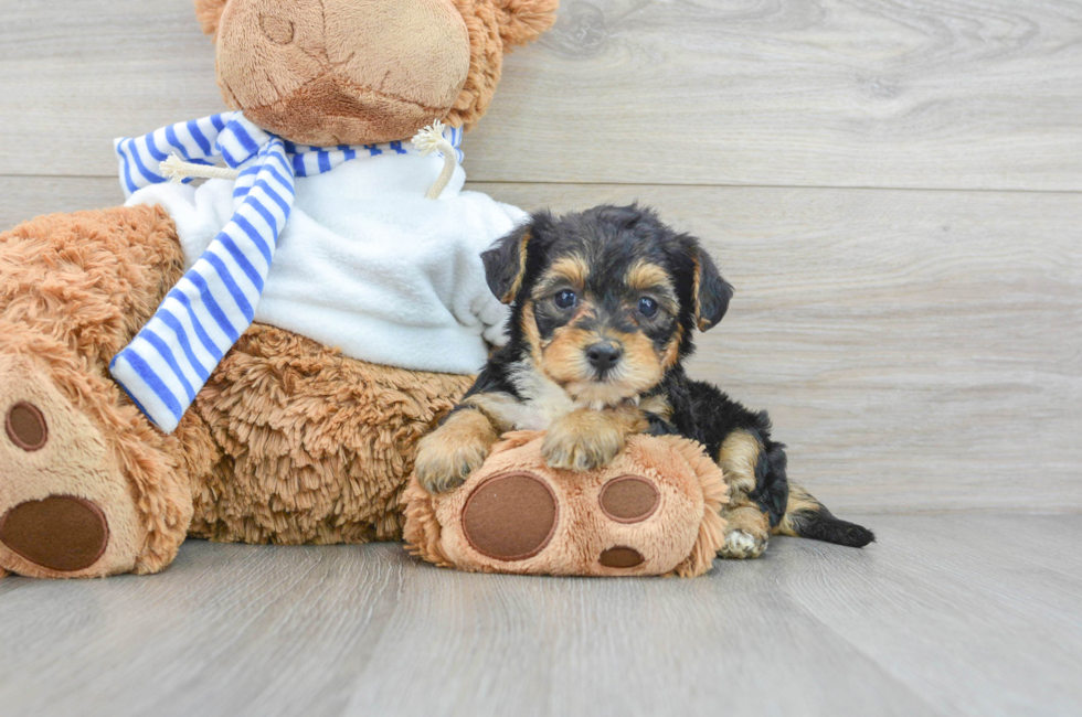 6 week old Yorkie Poo Puppy For Sale - Lone Star Pups