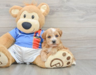 7 week old Yorkie Poo Puppy For Sale - Lone Star Pups
