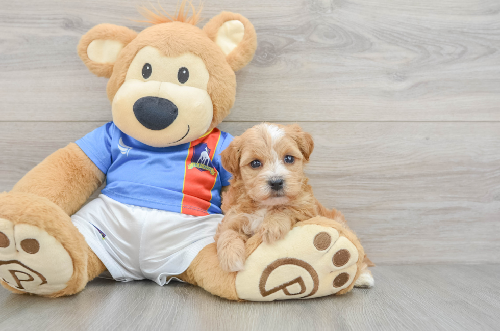 5 week old Yorkie Poo Puppy For Sale - Lone Star Pups