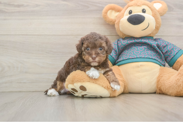 Yorkie Poo Pup Being Cute