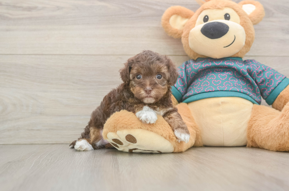 5 week old Yorkie Poo Puppy For Sale - Lone Star Pups