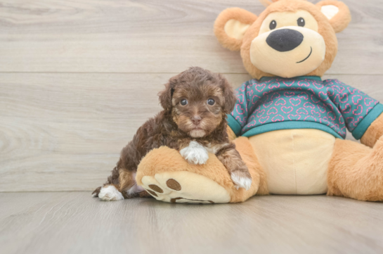 Yorkie Poo Pup Being Cute