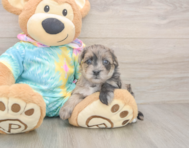 8 week old Yorkie Poo Puppy For Sale - Lone Star Pups
