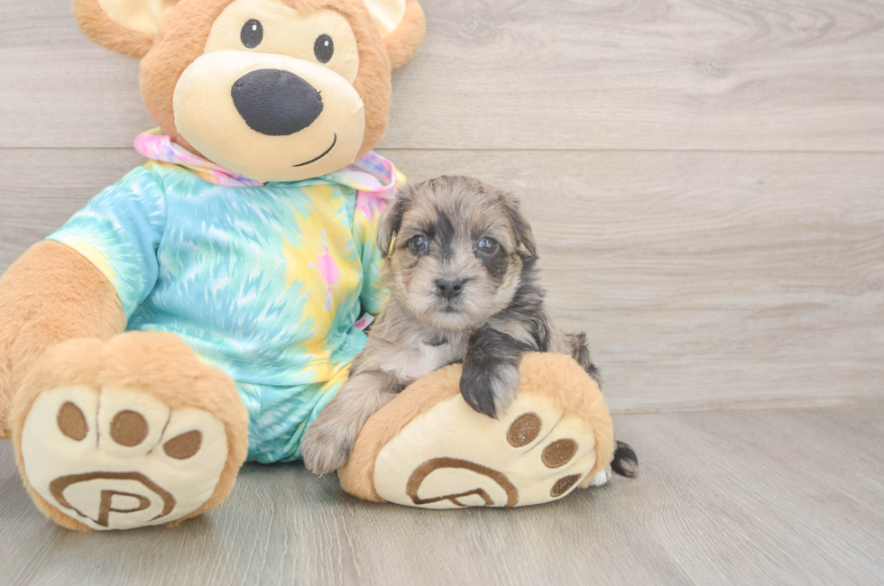 5 week old Yorkie Poo Puppy For Sale - Lone Star Pups