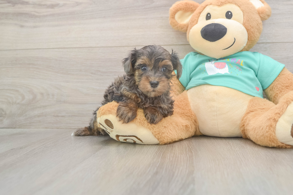 Best Yorkie Poo Baby