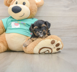 6 week old Yorkie Poo Puppy For Sale - Lone Star Pups