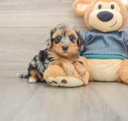 8 week old Yorkie Poo Puppy For Sale - Lone Star Pups