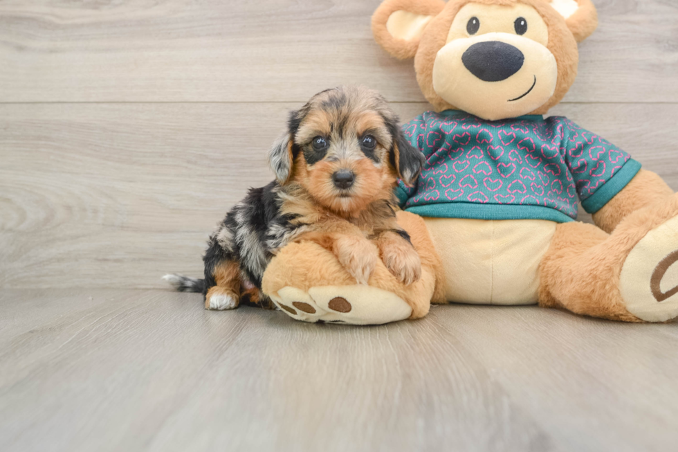 Friendly Yorkie Poo Baby