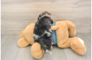 Friendly Yorkie Poo Baby