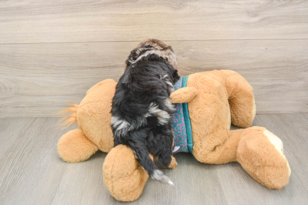 Friendly Yorkie Poo Baby