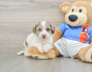 6 week old Yorkie Poo Puppy For Sale - Lone Star Pups