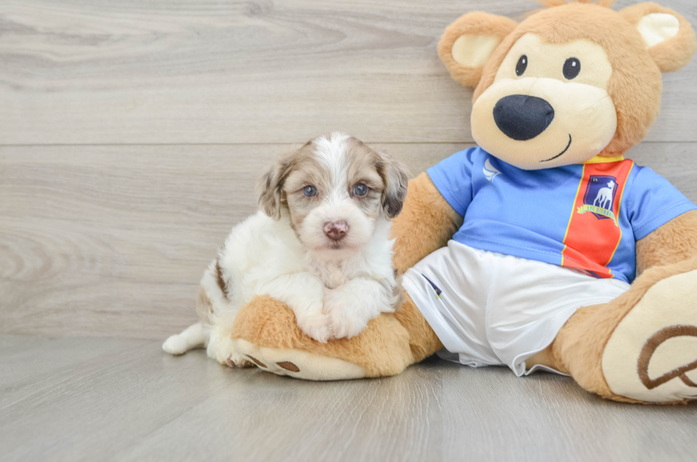 5 week old Yorkie Poo Puppy For Sale - Lone Star Pups