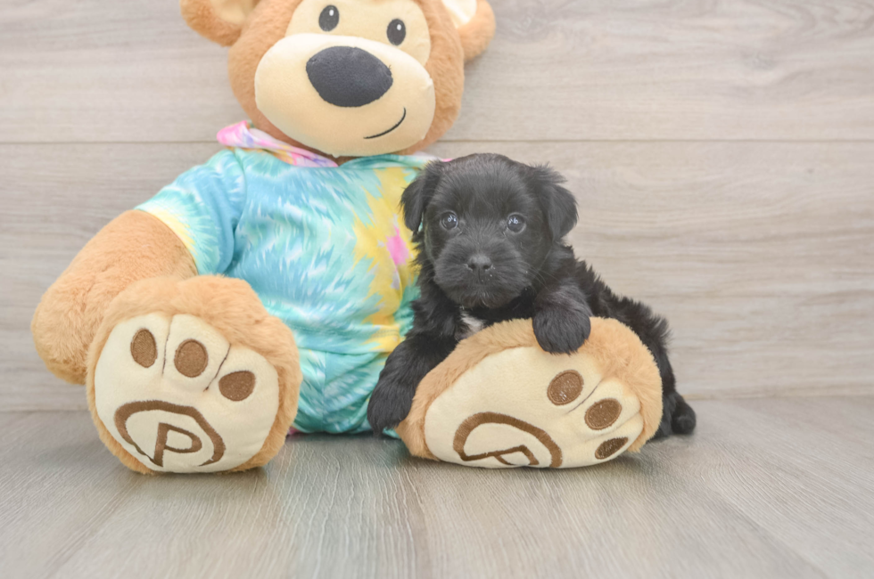 5 week old Yorkie Poo Puppy For Sale - Lone Star Pups
