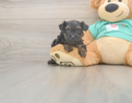 6 week old Yorkie Poo Puppy For Sale - Lone Star Pups