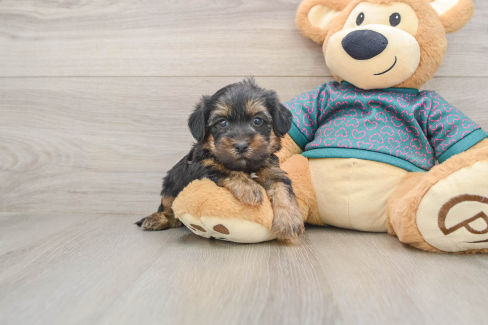 Yorkie Poo Puppy for Adoption