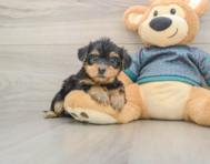 8 week old Yorkie Poo Puppy For Sale - Lone Star Pups