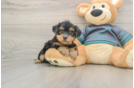 Yorkie Poo Puppy for Adoption