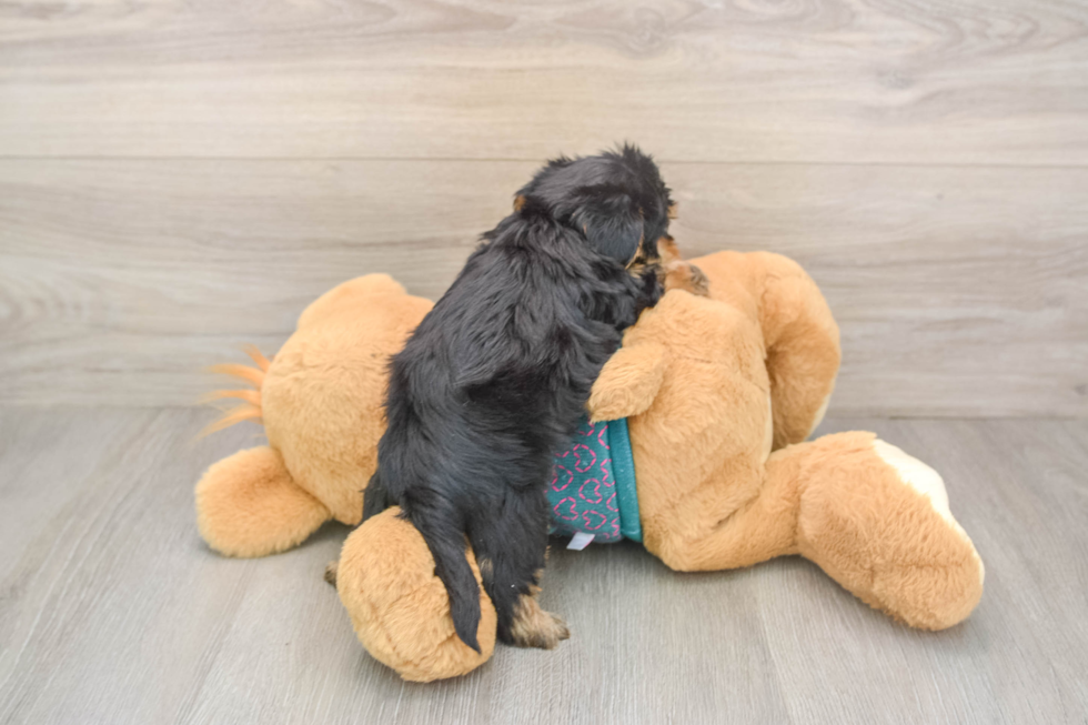 Yorkie Poo Puppy for Adoption