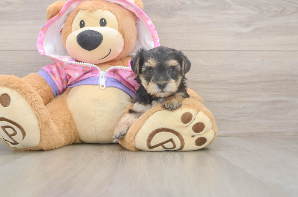5 week old Yorkie Poo Puppy For Sale - Lone Star Pups