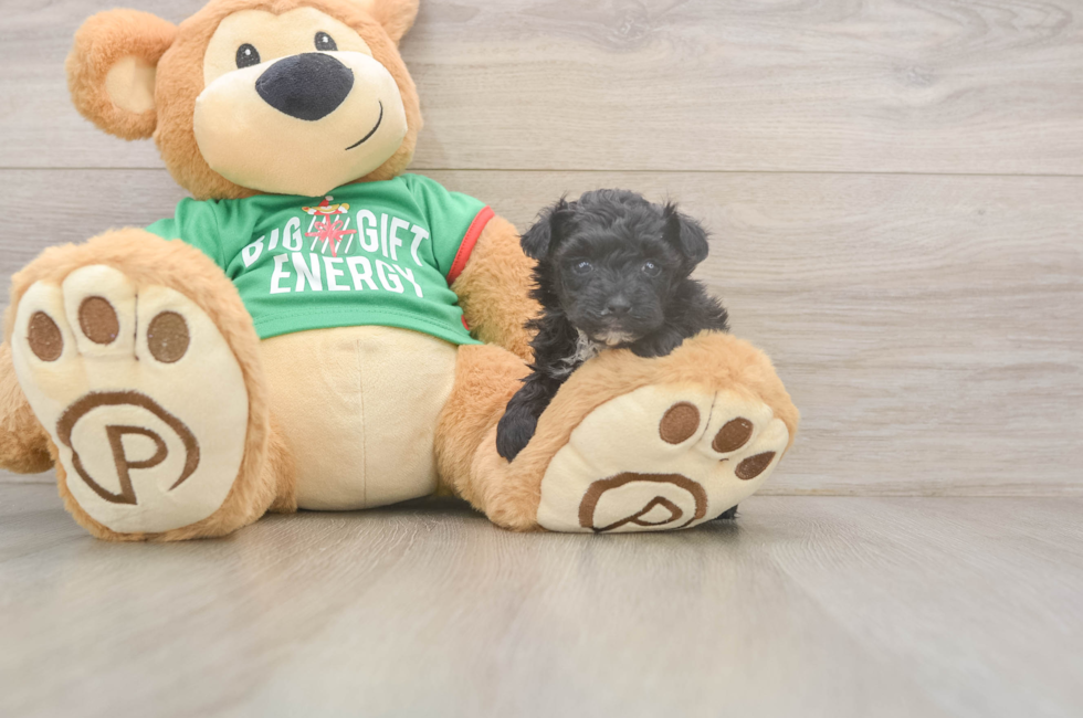 5 week old Yorkie Poo Puppy For Sale - Lone Star Pups