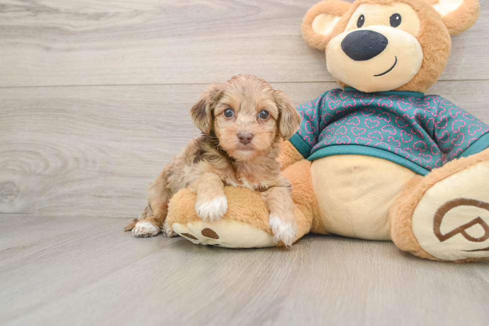 Yorkie Poo Puppy for Adoption